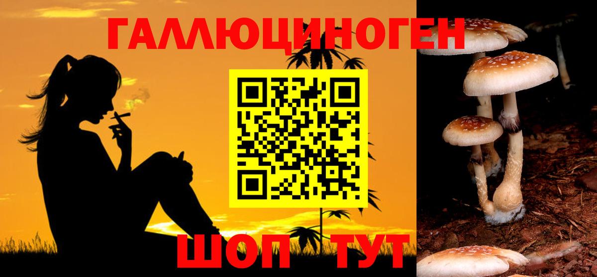 Псилоцибиновые грибы Psilocybine cubensis Чехов